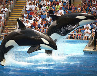 SeaWorld Orlando