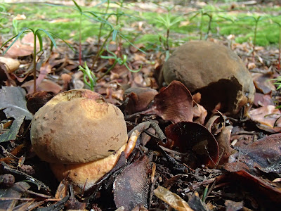  Borowik ceglastopory Boletus luridiformis