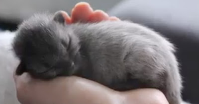 Kitten looked grey like a mouse, but then he grew up… The results? I have no words for THIS.