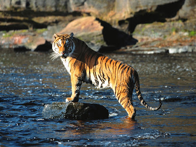 Tiger Hunting Wallpaper,stills,image,pic,picture,photo,hd wallpapers,3d wallpapers,wide screen wallpapers,free desktop wallpapers,high defination wallpapers,high quality wallpapers,hq wallpapers