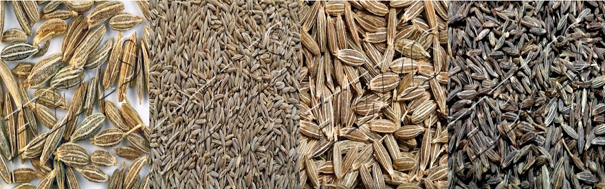 Cumin Seed