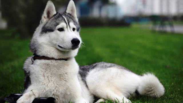 Cão da raça Husky Siberiano! Fotos e características! Estimação