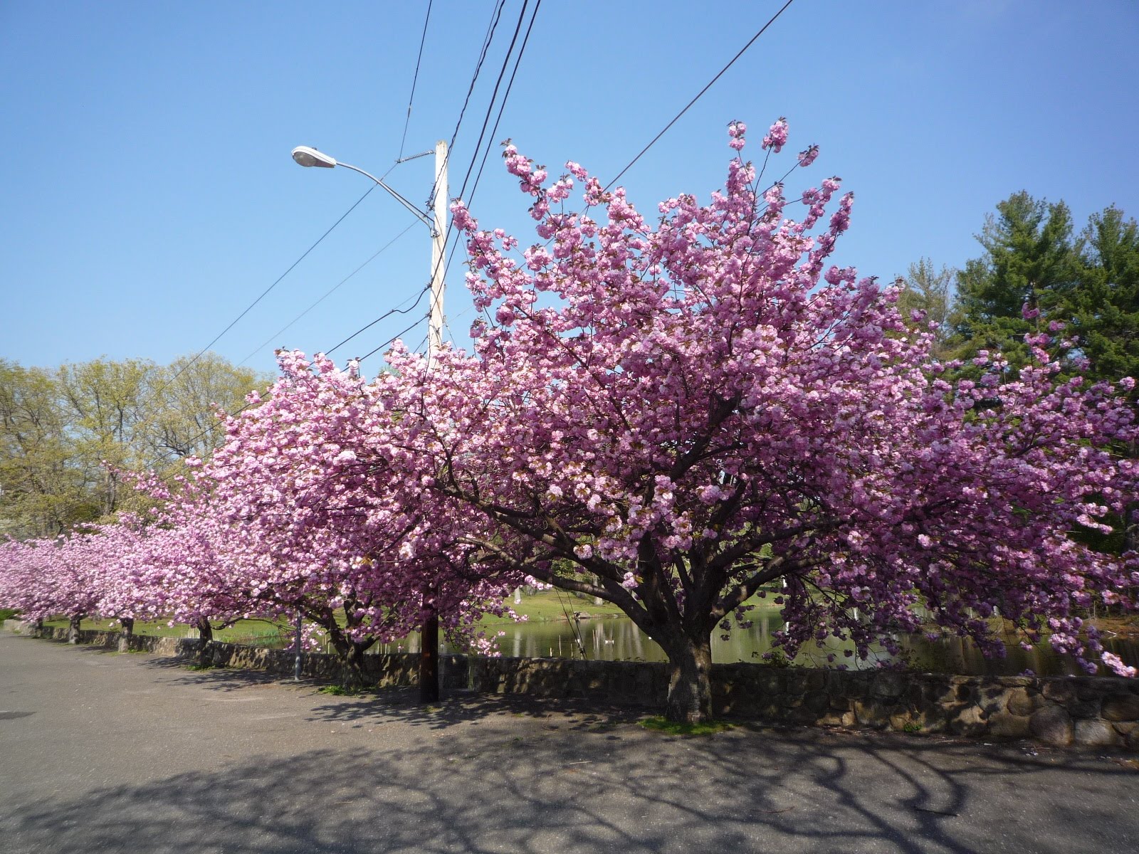 Cherry Trees in bloom at Mead