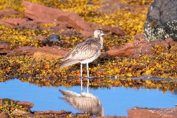 Whimbrel