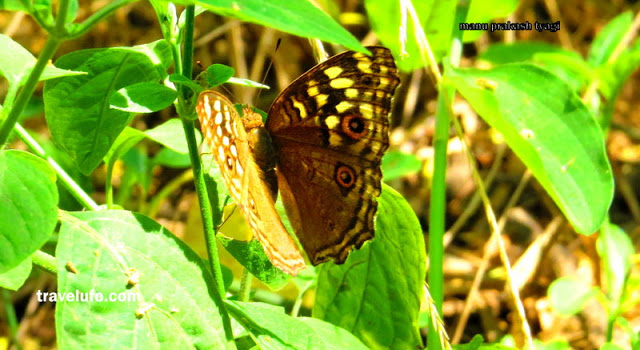 butterfly sanjay van delhi