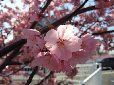 新横浜 ワールドカップ大橋脇の横浜緋桜