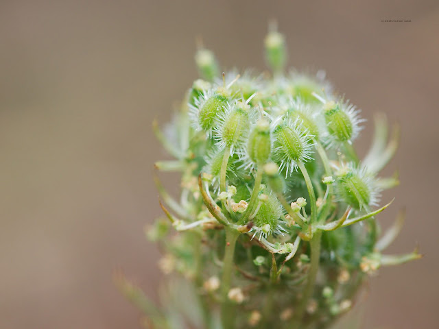 Fruchtdolde der wilden Möhre (Daucus carota subsp. carota)