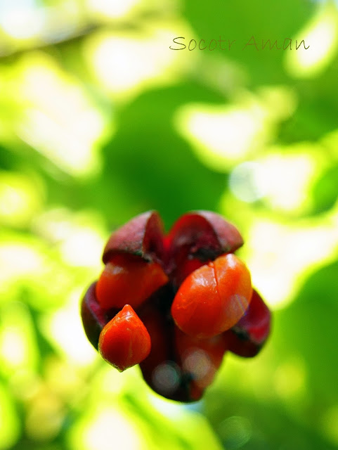 Euonymus oxyphyllus