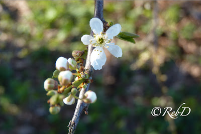 blomma på trädgren. foto: Reb Dutius