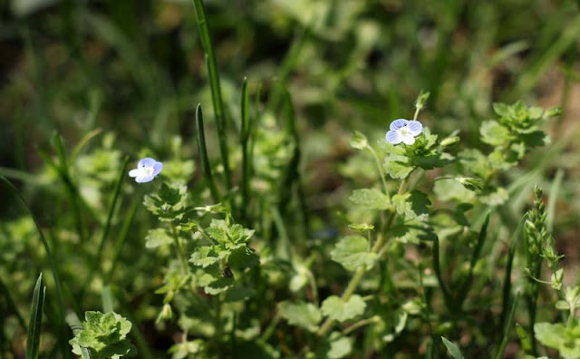 Veronica Persica Flowers Pictures