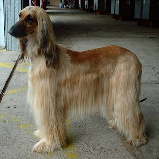Afghan Hound Dog