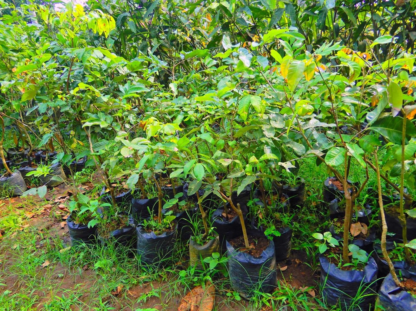 jual bibit kelengkeng matalada super unggul menghasilkan buah berkualitas Jawa Tengah