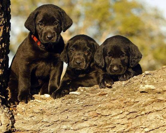 10 Beautiful pictures of black labrador puppies, photos of amazing dogs