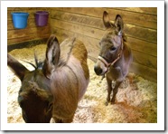 animals 025