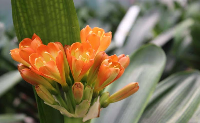 Bush Lily Flowers Pictures