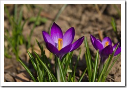 2012-03-09 005