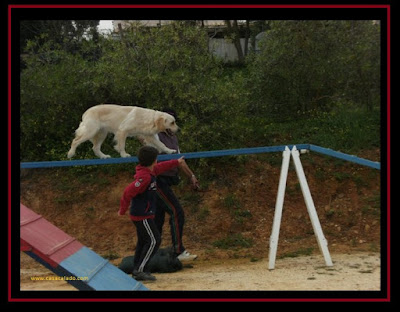 Golden Retriever in Agility with a 8 year old child