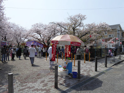 【大阪府門真市三ツ島】砂子水路の桜