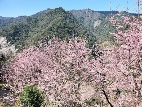 新竹尖石霞喀羅櫻花谷粉紅富士櫻盛開，霞喀羅古道養老部落登山口