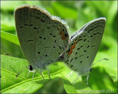 coral hairstreak0628 (11)