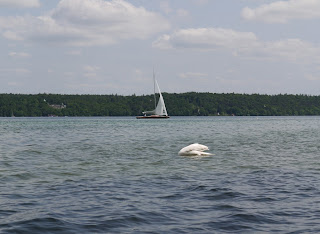 Schwan über der Pfahlbausiedlung vor der Roseninsel im Starnberger See