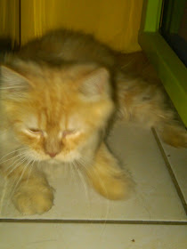 foto kucing kesayangan esha