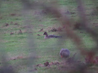 Tundra Bean Goose