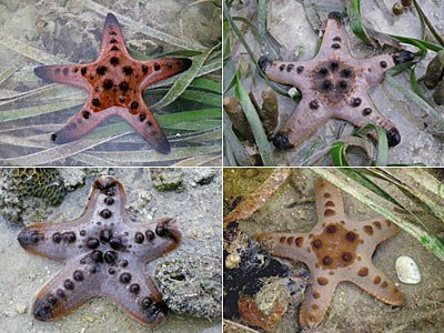 Starfish, Knobbly sea stars (Protoreaster nodosus)