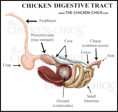How create chickens eat without teeth together with why don Chickens Don't Have Teeth together with More Fun Digestion Facts!