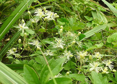 串鼻龍的花序