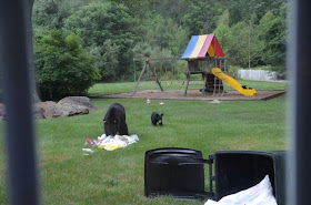 Baby bears play on slide (5 pics), baby bear pictures, bear cubs, bear family, funny bear pictures