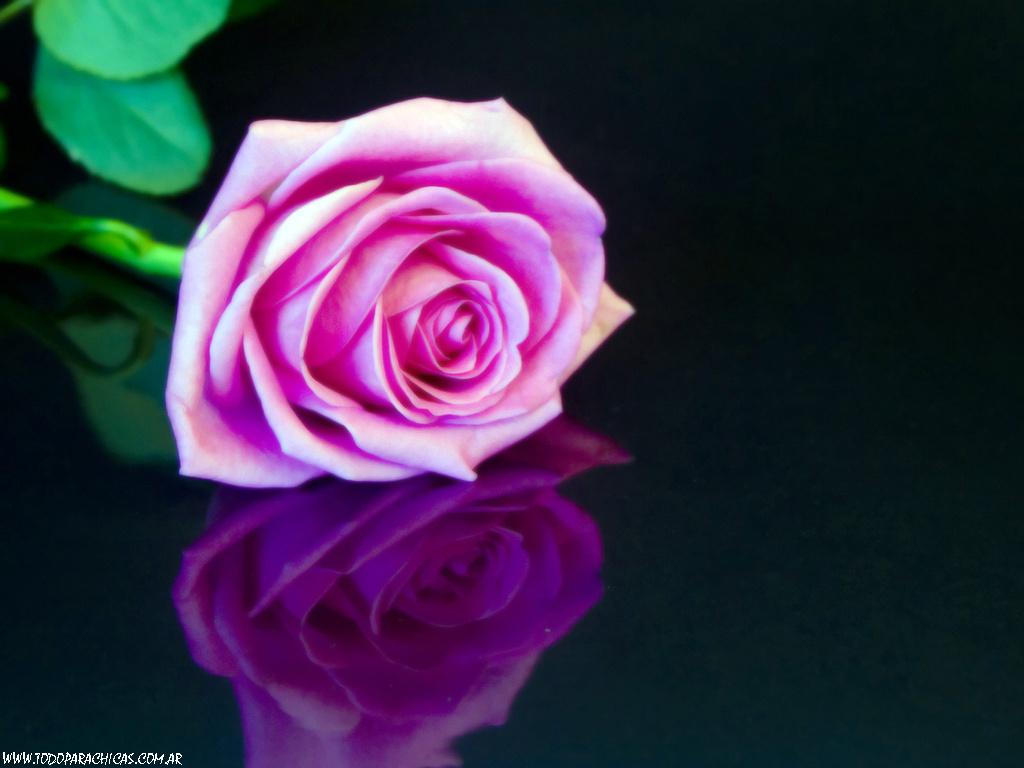 Imagenes De Rosas Para Fondo De Escritorio - Fondos de pantalla de hermosas flores imagenes HD 