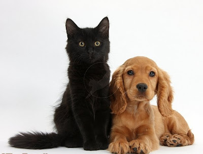 Black Maine Coon kittens