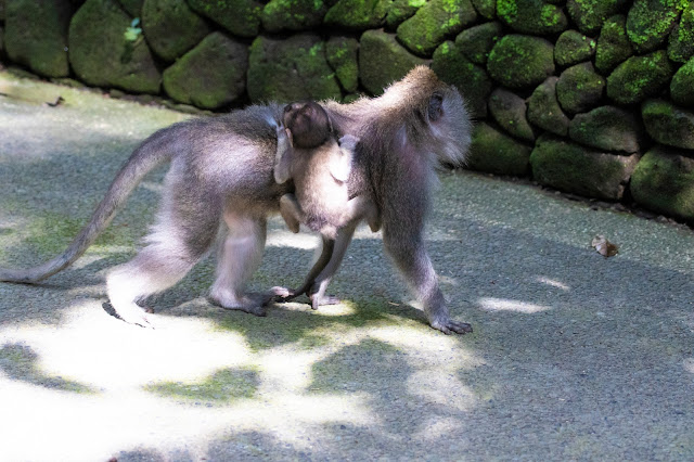 Scimmie nella Monkey forest-Ubud-Bali