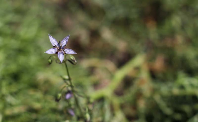 Marsh Felwort Flowers