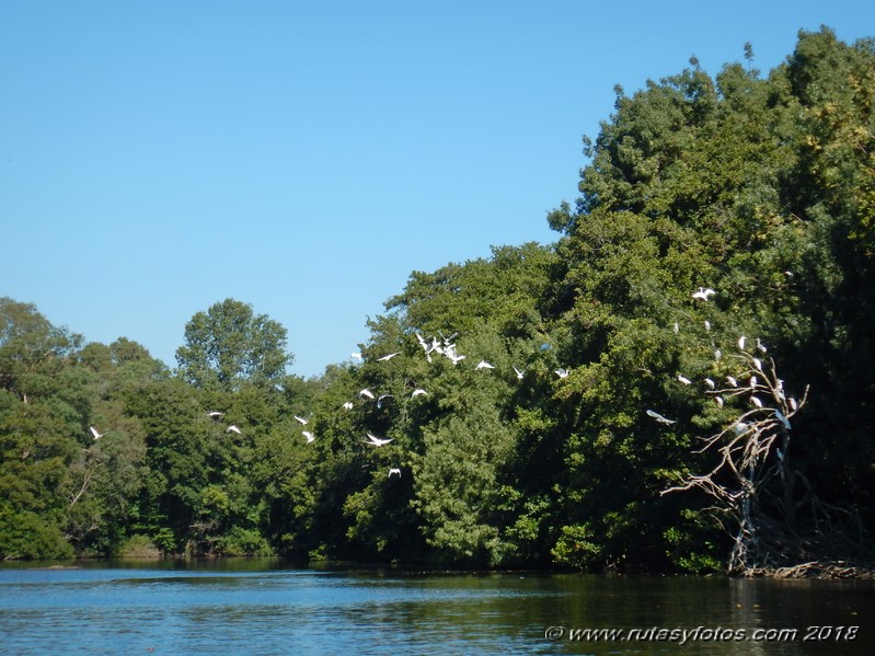 Kayak río Palmones