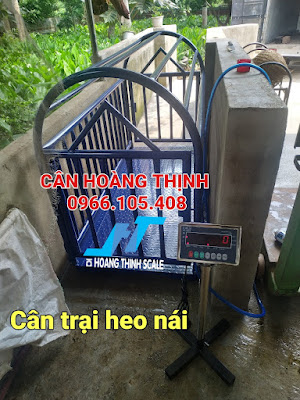 Cân heo nái 2 con ở tại Đồng Nai