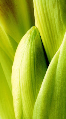 photograph greem amaryllis bud macro