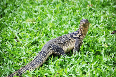 Umpan jitu mancing biawak di air dan di darat