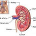 Kidney  clean  method