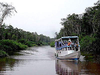  ranging from dense jungle to charming orangutans Perfection of Central Kalimantan