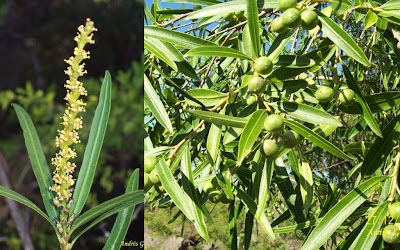 argentinian trees curupi Sapium haematospermum