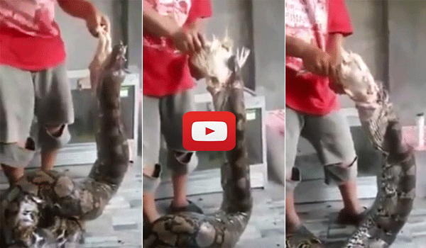 Mengerikan, Klik Video Ini Untuk Melihat Ular Piton Telan Tiga Ayam Sekaligus