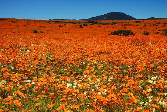 types of vibrant flowers South Africa Namaqualand Wild Flowers | 550 x 368