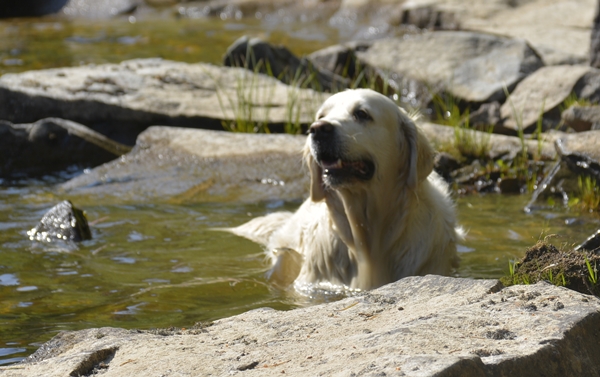 golden retriever  elva