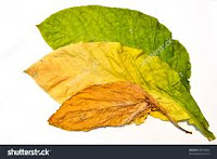 Reconstituted Tobacco Leaf