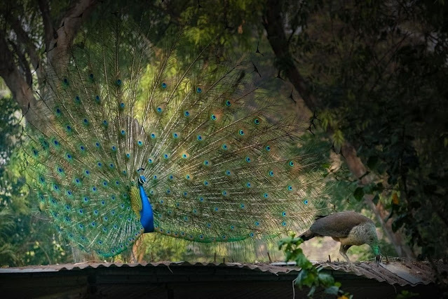 Dancing Peacock Photos