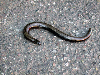 slow worm