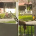 (Video) 'Eh? Hangpa buat apa ni? Meraba belakang..' - Pasangan remaja kantoi cuba berasmara di tepi jalan Taman Palma