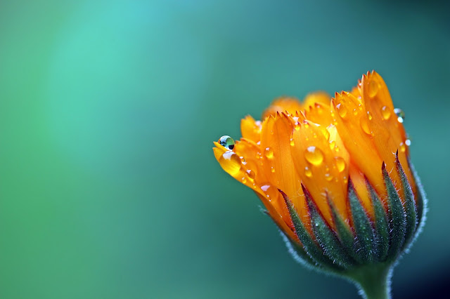 Water drops, marigold, calendula, flowers, macro, close-up, wallpaper